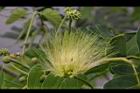 大葉合歡-花50.jpg