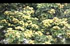 大葉合歡-花53.jpg