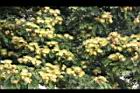 大葉合歡-花54.jpg