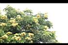 大葉合歡-花55.jpg