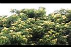 大葉合歡-花59.jpg