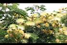 大葉合歡-花61.jpg