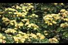 大葉合歡-花63.jpg