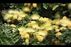 大葉合歡-花64.jpg