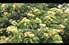 大葉合歡-花65.jpg