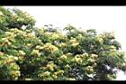 大葉合歡-花66.jpg
