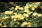 大葉合歡-花67.jpg