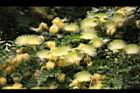 大葉合歡-花68.jpg
