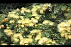 大葉合歡-花69.jpg