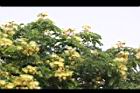 大葉合歡-花70.jpg