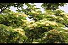 大葉合歡-花72.jpg