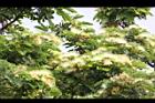 大葉合歡-花73.jpg