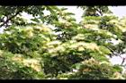 大葉合歡-花74.jpg