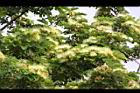 大葉合歡-花76.jpg