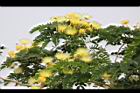 大葉合歡-花82.jpg