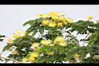 大葉合歡-花83.jpg