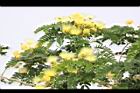 大葉合歡-花84.jpg