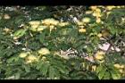大葉合歡-花85.jpg