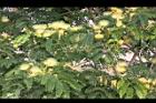 大葉合歡-花86.jpg