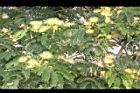 大葉合歡-花87.jpg