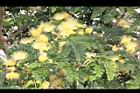 大葉合歡-花88.jpg