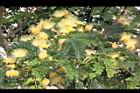 大葉合歡-花89.jpg