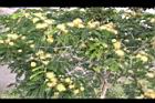 大葉合歡-花90.jpg