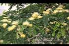 大葉合歡-花92.jpg