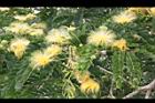 大葉合歡-花93.jpg