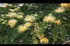 大葉合歡-花94.jpg