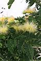 大葉合歡-花97.jpg