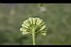 大葉合歡-花苞0.jpg