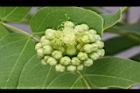 大葉合歡-花苞2.jpg