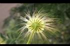 大葉合歡-花萼5.jpg