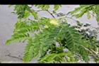 大葉合歡-葉01.jpg