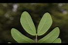 大葉合歡-葉背06.JPG