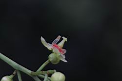 大葉桃花心木-雄花08.JPG