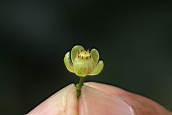 大葉桃花心木-雌花00.JPG