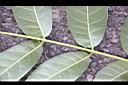 大葉桃花心木-小葉柄0.JPG