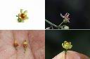 大葉桃花心木-花1.jpg