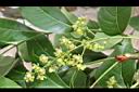 大葉桃花心木-花序4.JPG