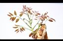 大葉桃花心木-花芽05.JPG