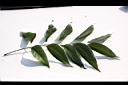 大葉桃花心木-葉正02.JPG