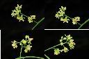 大葉桃花心木-雄花序1.jpg
