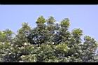 大葉桃花心木-實00.JPG