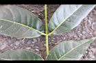 大葉桃花心木-小葉柄1.JPG
