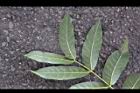 大葉桃花心木-小葉柄2.JPG