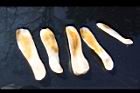 大葉桃花心木-種子06.JPG