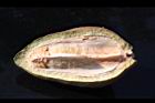 大葉桃花心木-種子15.JPG