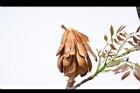 大葉桃花心木-種實17.JPG